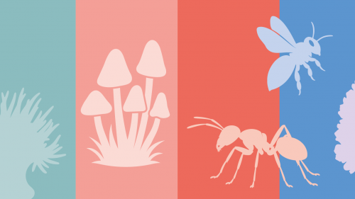 Grafische Darstellung verschiedener Tiere, Pilze und Pflanzen in lebhaften Farben.
