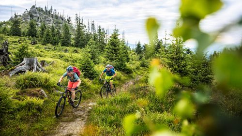 Zwei Personen fahren mit ihren Mountainbikes auf einem Trail durch eine lichte Waldlandschaft.